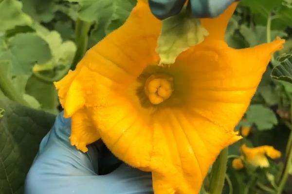 巨型南瓜种植技术