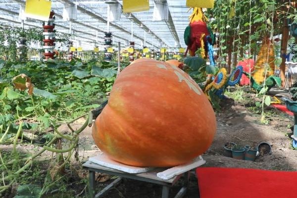 巨型南瓜种植技术