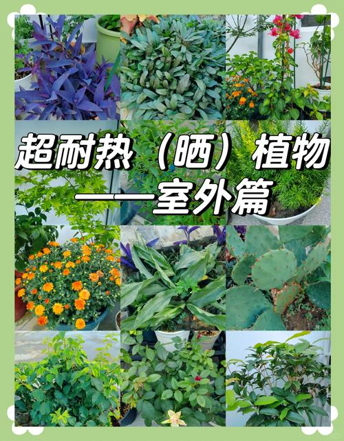 Plants suitable for roof cultivation