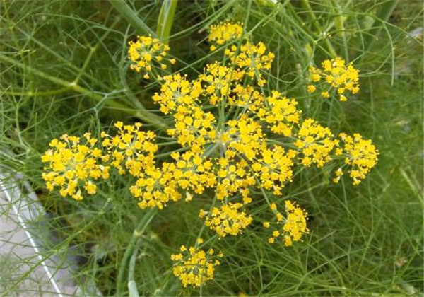 The technology and time of thorium cultivation