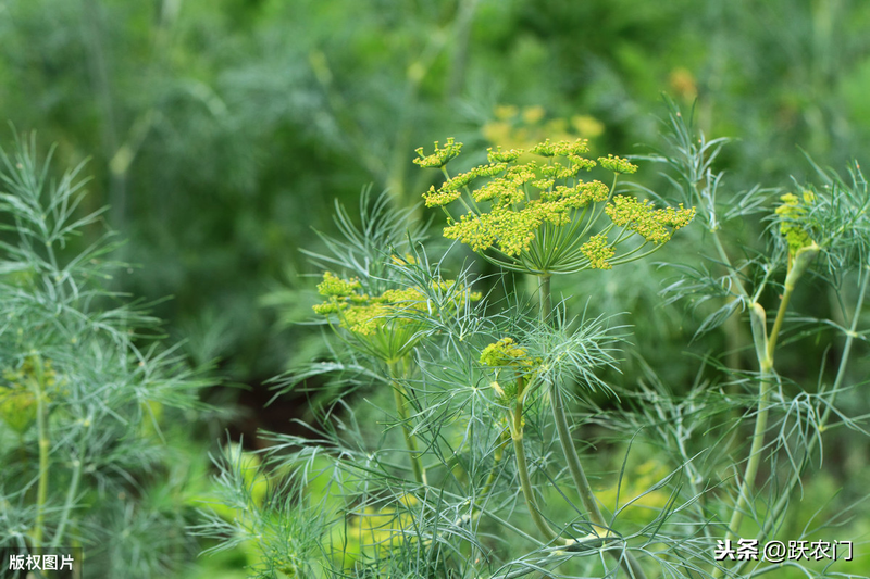 The technology and time of thorium cultivation