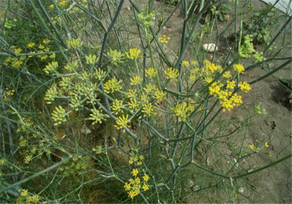 The technology and time of thorium cultivation