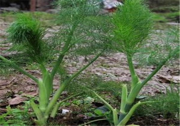 The technology and time of thorium cultivation