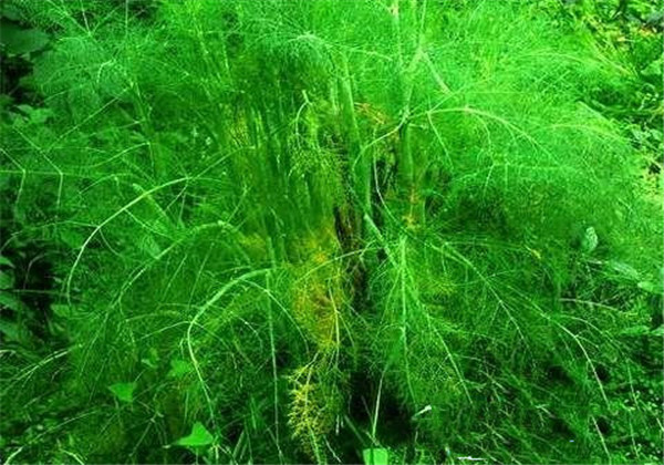 The technology and time of thorium cultivation