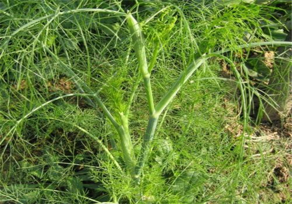 The technology and time of thorium cultivation