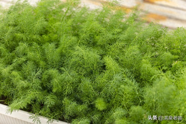 大茴香种植技术和时间