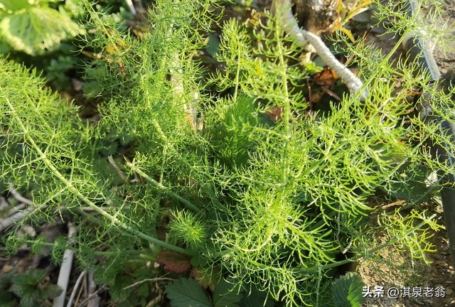 大茴香种植技术和时间