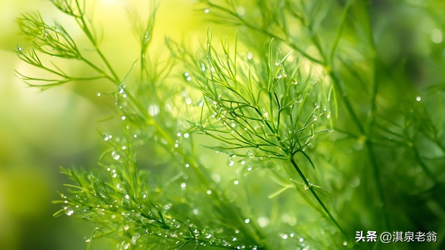 大茴香种植技术和时间