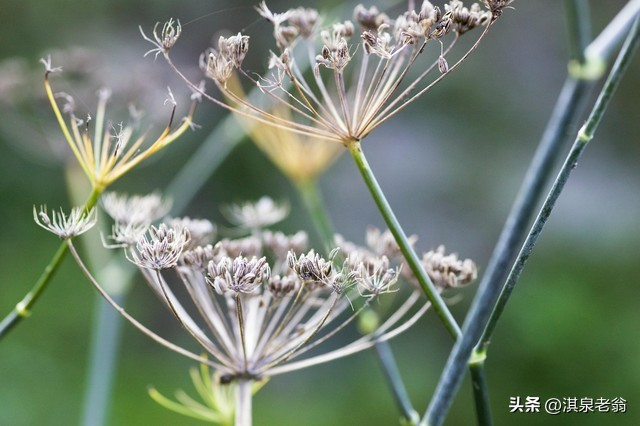 大茴香种植技术和时间