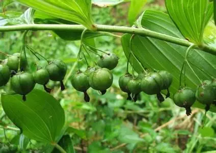 Yellow method of cultivation