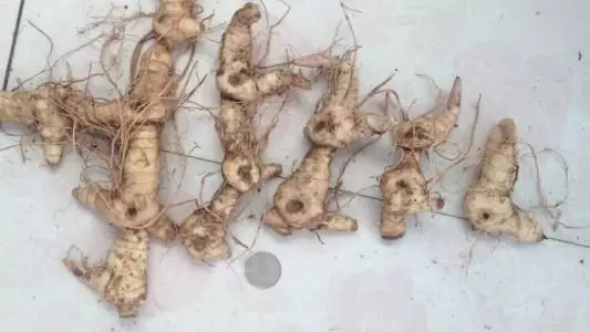 Yellow method of cultivation