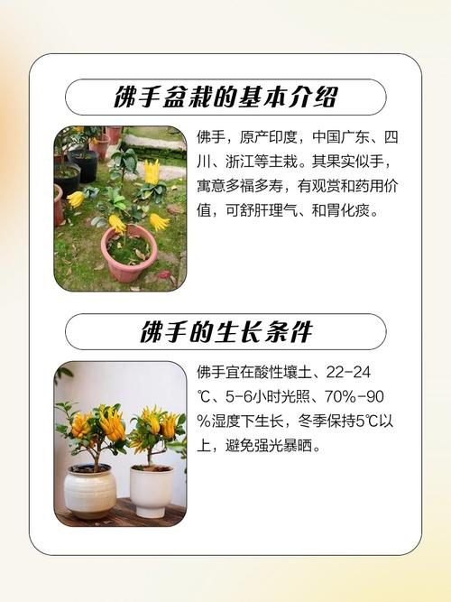 佛手盆栽技术.doc