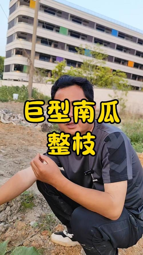 巨型大南瓜的栽培方法