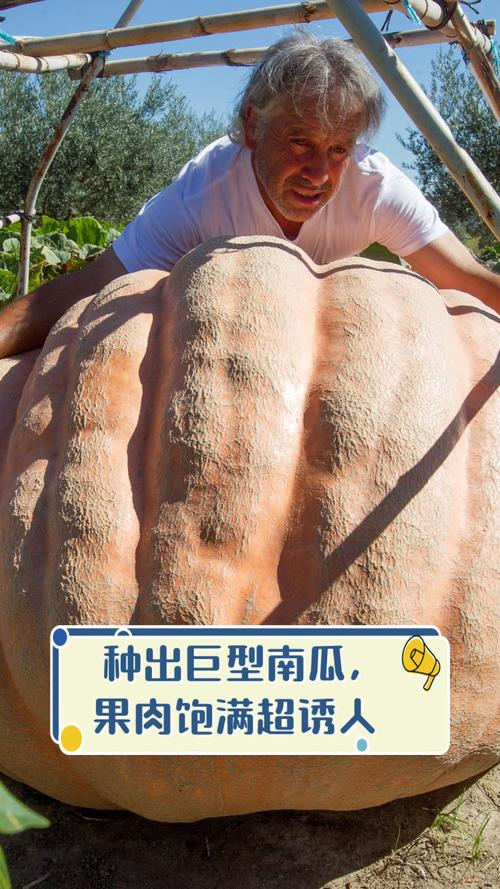 Large pumpkin cultivation techniques