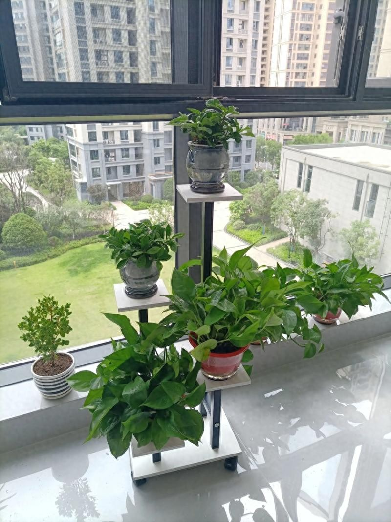 适合室内种植的植物