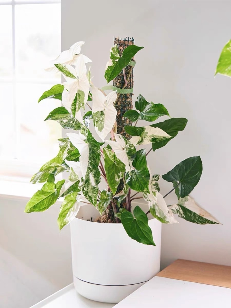 适合室内种植的植物