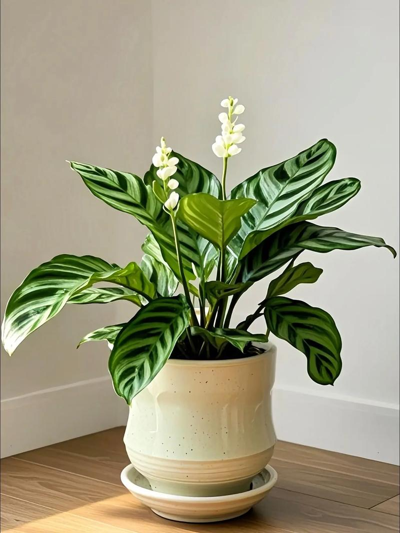 适合室内种植的植物