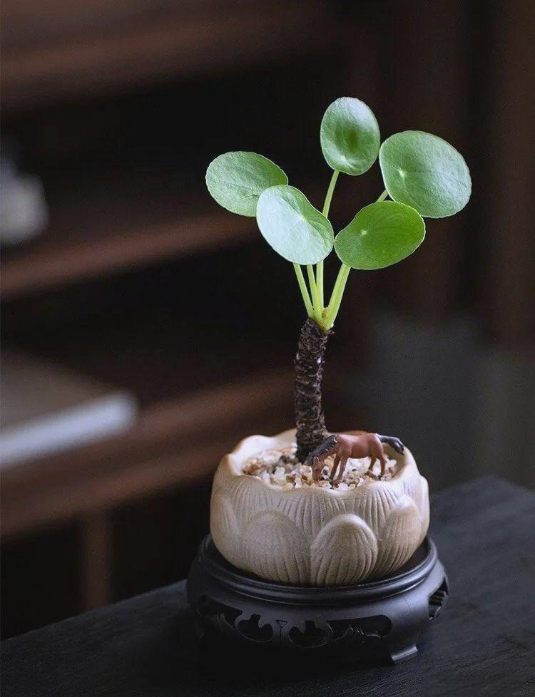 适合室内种植的植物