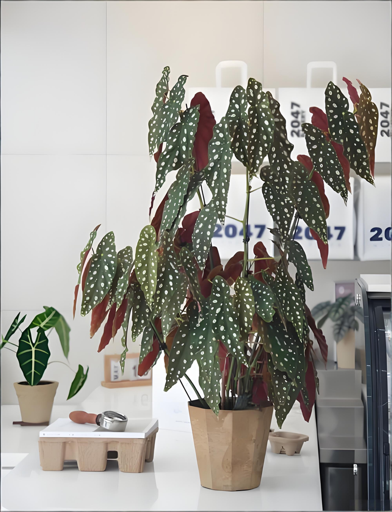 适合室内种植的植物