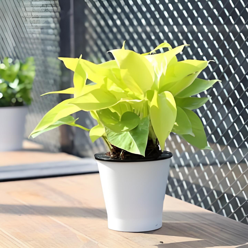 适合室内种植的植物