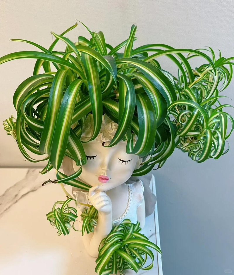 适合室内种植的植物