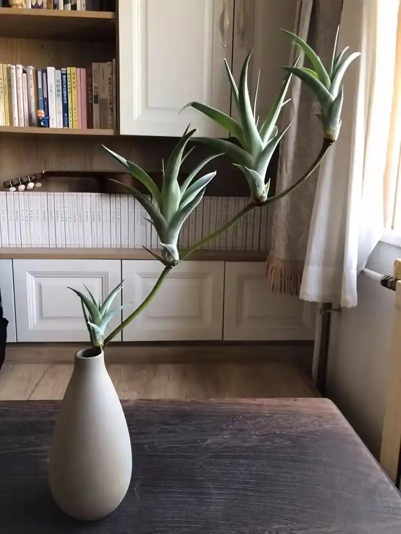 适合室内种植的植物