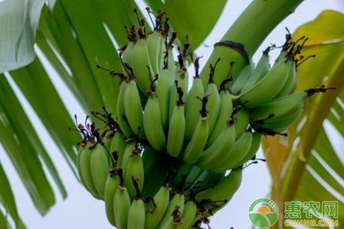 Short powder one miller