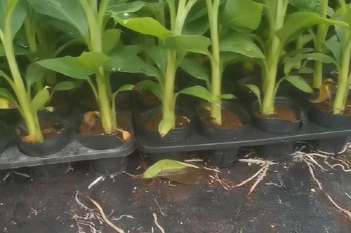 Short powder one miller