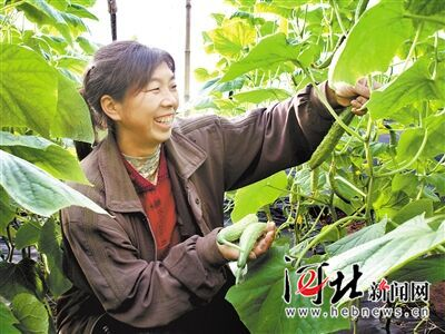 旱黄瓜种植技术