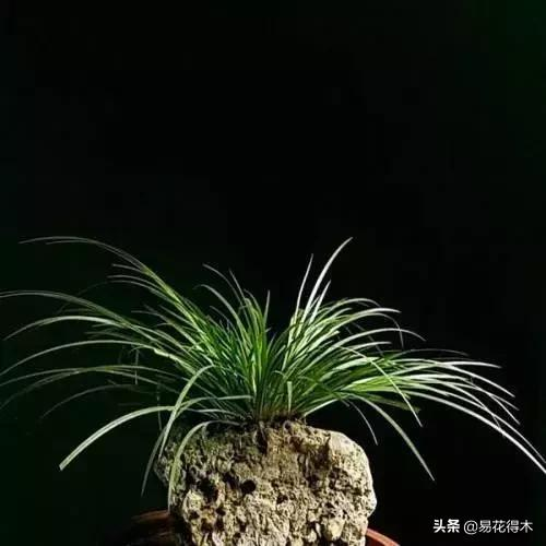 It's a small-scale planting method