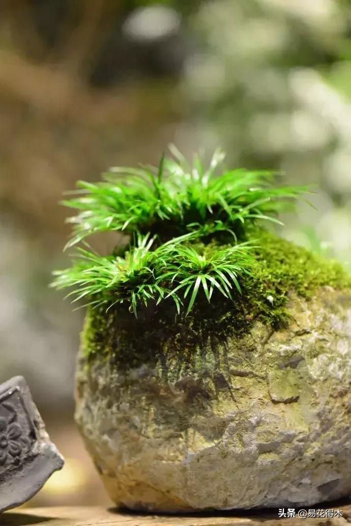 It's a small-scale planting method