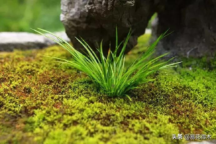 It's a small-scale planting method