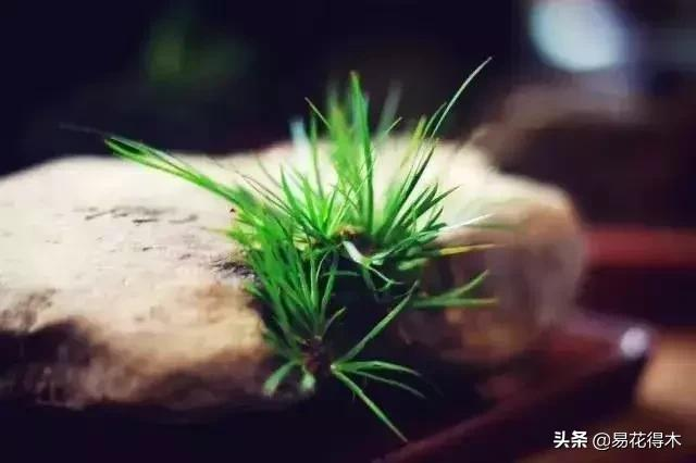 It's a small-scale planting method