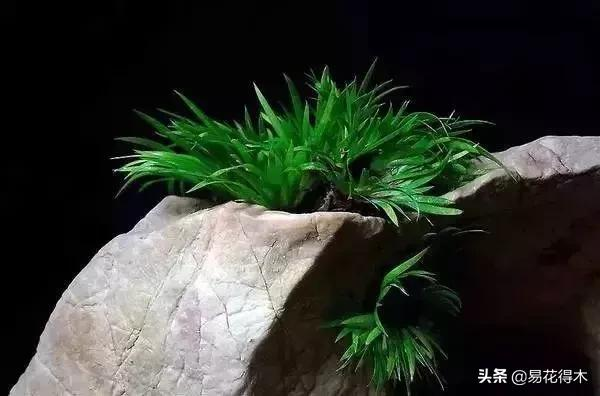 It's a small-scale planting method