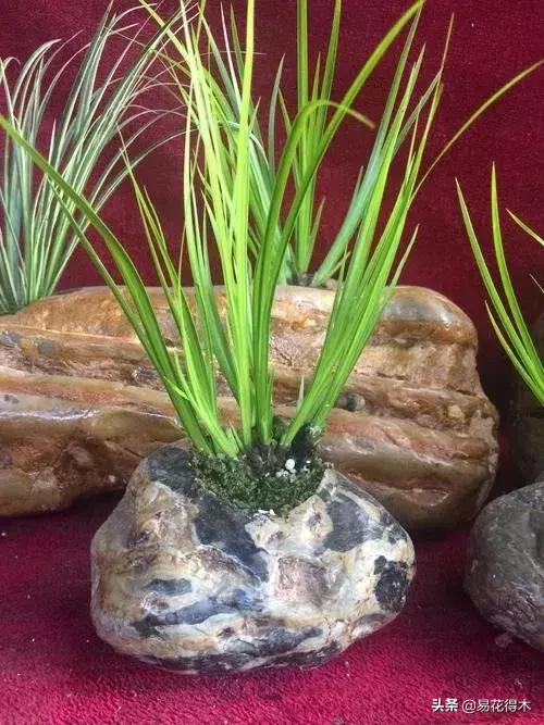 It's a small-scale planting method