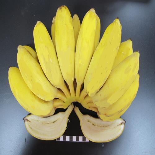 Short powder one miller