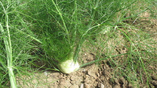 大茴香种植技术和时间