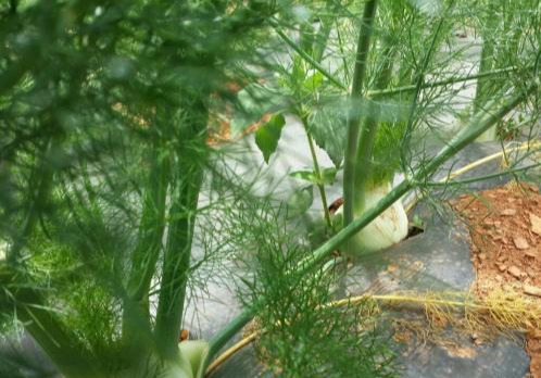 大茴香种植技术和时间