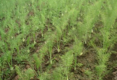 大茴香种植技术和时间