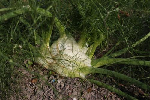大茴香种植技术和时间