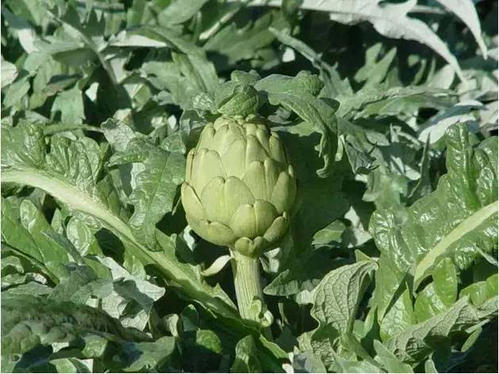 大茴香种植技术和时间