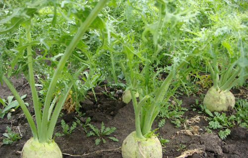 大茴香种植技术和时间