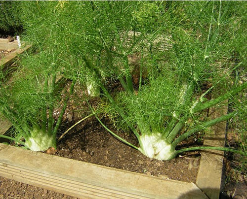 大茴香种植技术和时间