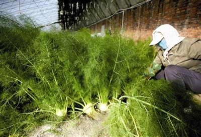 大茴香种植技术和时间