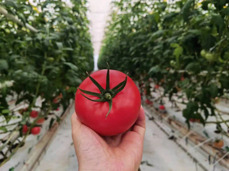 黑番茄种植技术