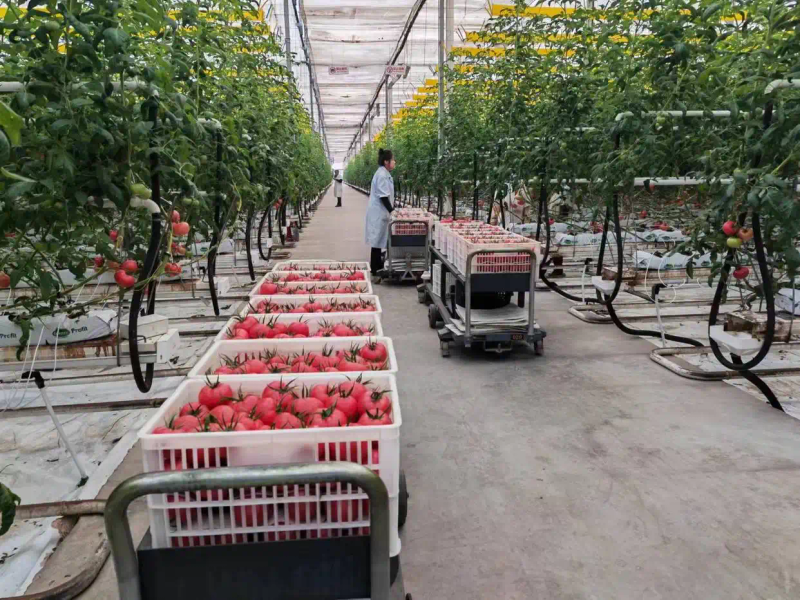 黑番茄种植技术