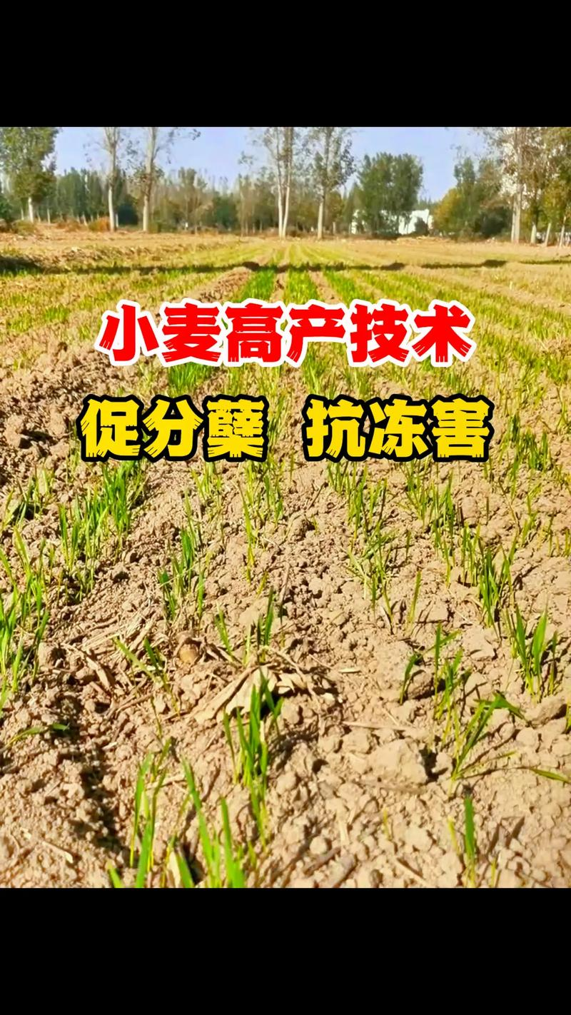 Technology for ultra-high-yield maize cultivation