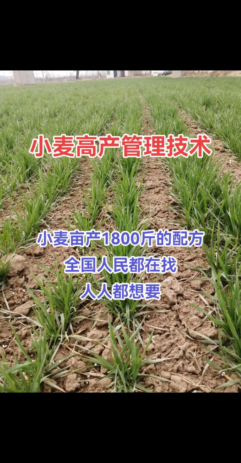 Technology for ultra-high-yield maize cultivation