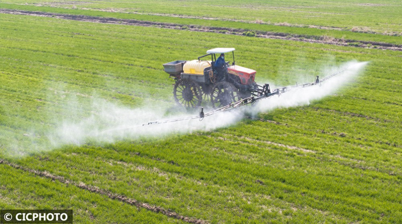 Pear melon planting techniques
