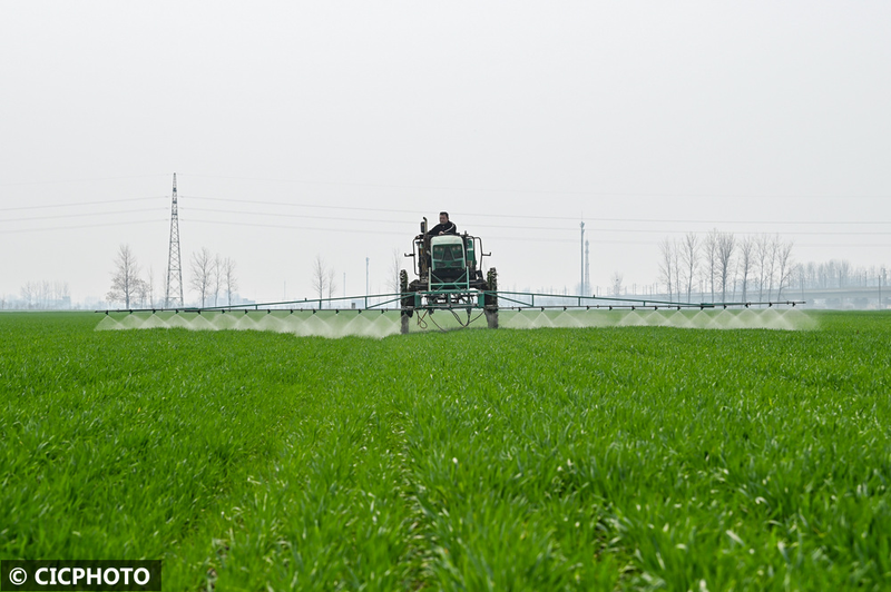 Pear melon planting techniques